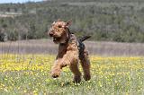 AIREDALE TERRIER 226